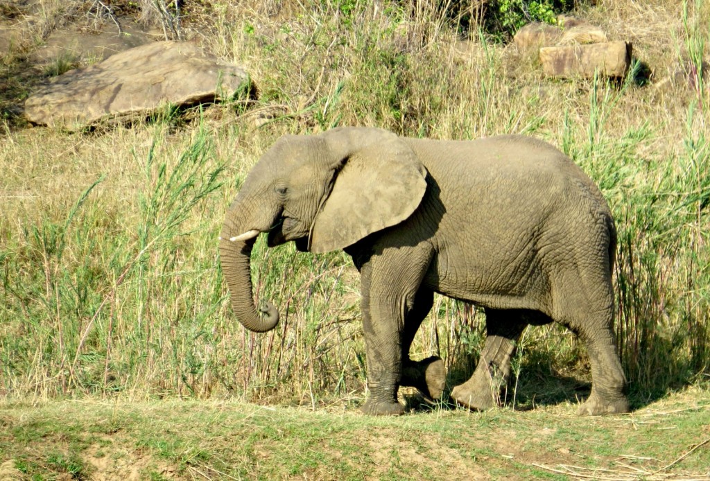 addo-olifant