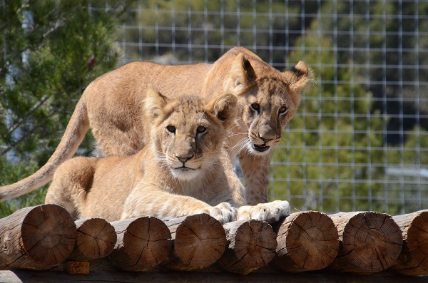 Welpen Marley en Elsa in AAP Primadomus