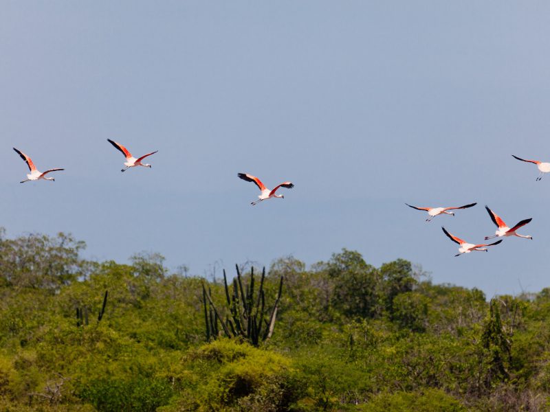 tumbes regio